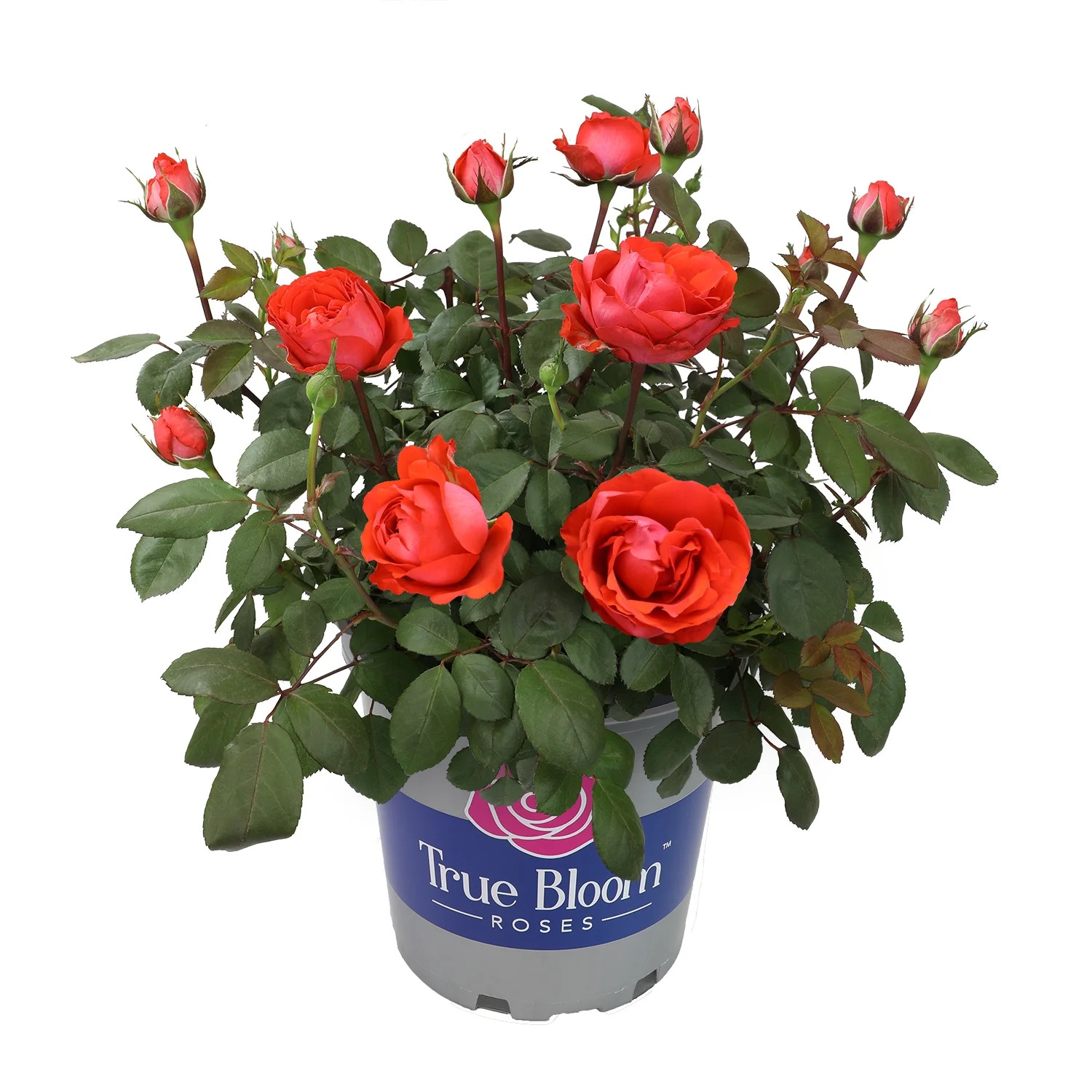 True Bloom by Altman Plants 'True Passion' PP28929 Orange Rose Bush, 8qt. Pot, Live Roses, Full S... | Walmart (US)