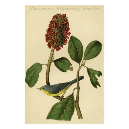Bonaparte's Flycatching Warbler Print Wall Art By John James Audubon | Walmart (US)