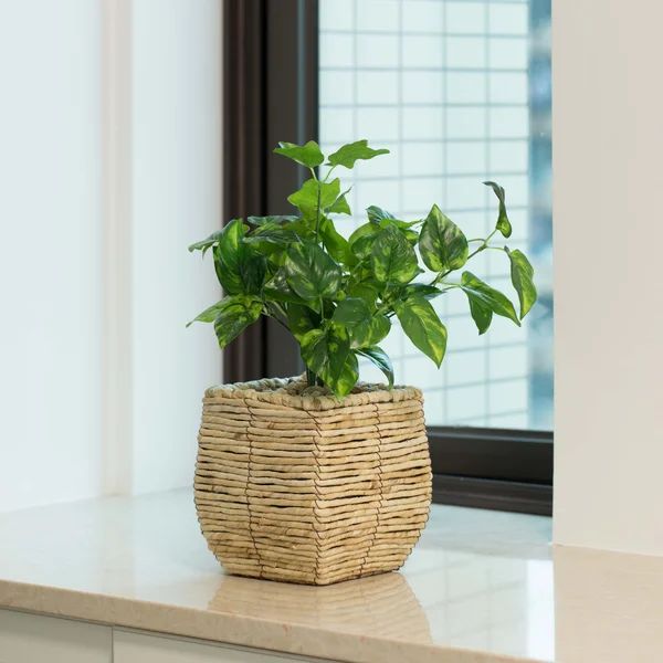 Mckenna Indoor Pot Planter | Wayfair North America