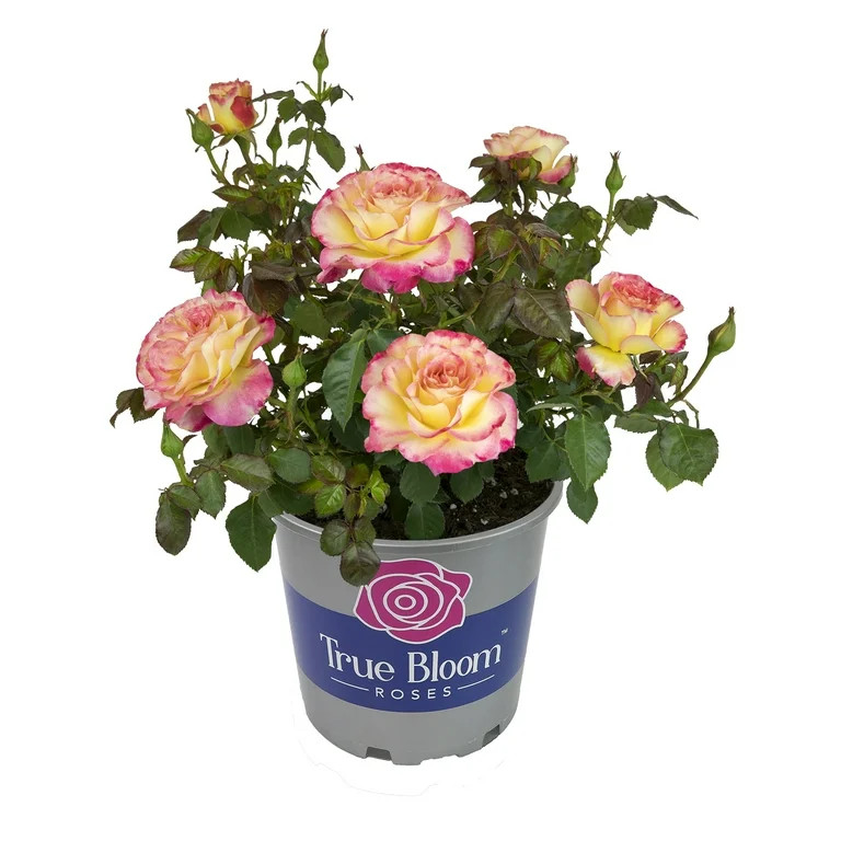 True Bloom 'True Sincerity' PP28929 Pink & Yellow Rose Bush, 8Qt. Pot, Full Sun, Live Plant | Walmart (US)