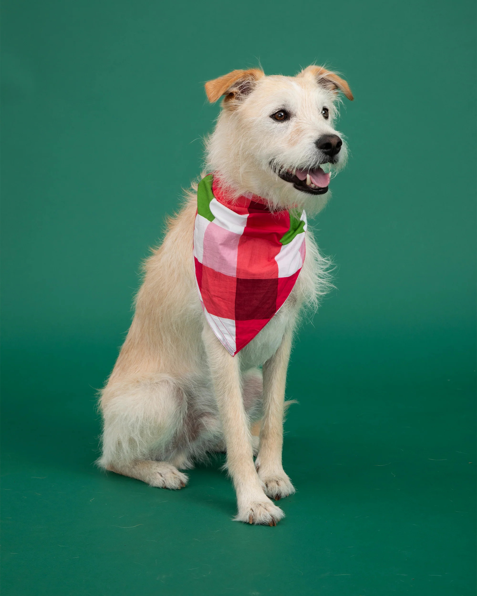 Buffalo Plaid - Pet Bandana - Mulled Wine - Printfresh | Printfresh