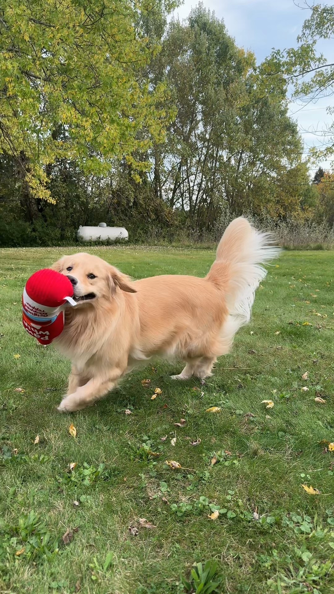 Fall in style w/ @petco!! 🎃✨ 

#ad #petcopartner #paidlink
