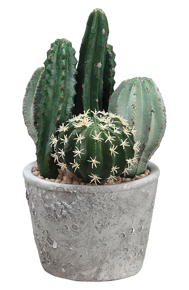 ALLSTATE Cactus Garden Decoration | Nordstrom