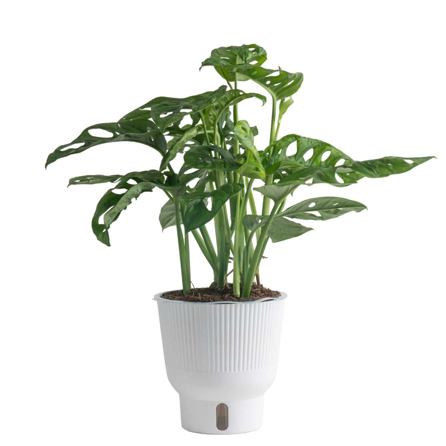 Costa Farms Little Swiss Monstera House Plant in 6-in Self-watering Pot | CO.TTMON06.1.UP | Lowe's