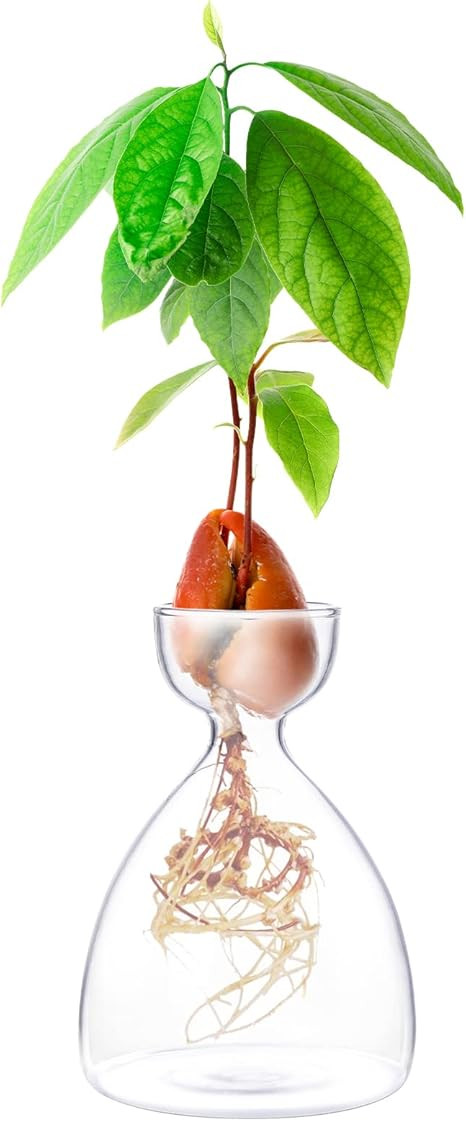 Avocado Seed Sprout Starter Vase Planter Pot Avocado Tree Growing Vase Kit Maveite Glass Garden S... | Amazon (US)