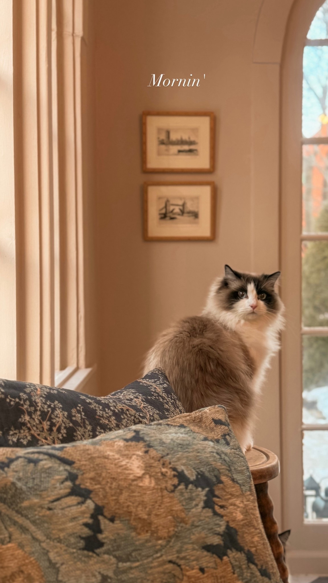 Tapestry pillows are my love language!

#LTKHome