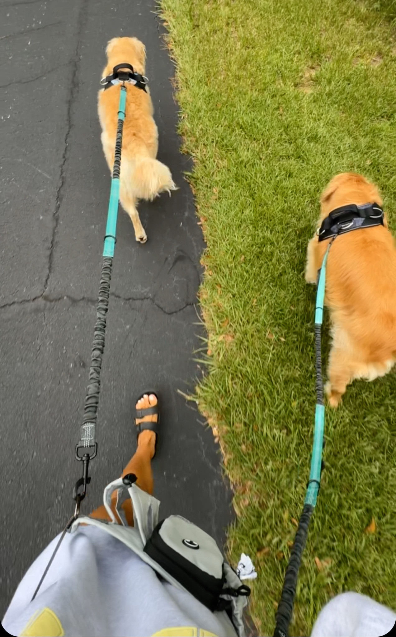 New hands free leash I am LOVING w/ the goldens 🙌🏽🤎✨🐾 they can each do their own thing! 

Dog mom / amazon finds / Holley Gabrielle / puppy 

#LTKFindsUnder100 #LTKKids #LTKFindsUnder50