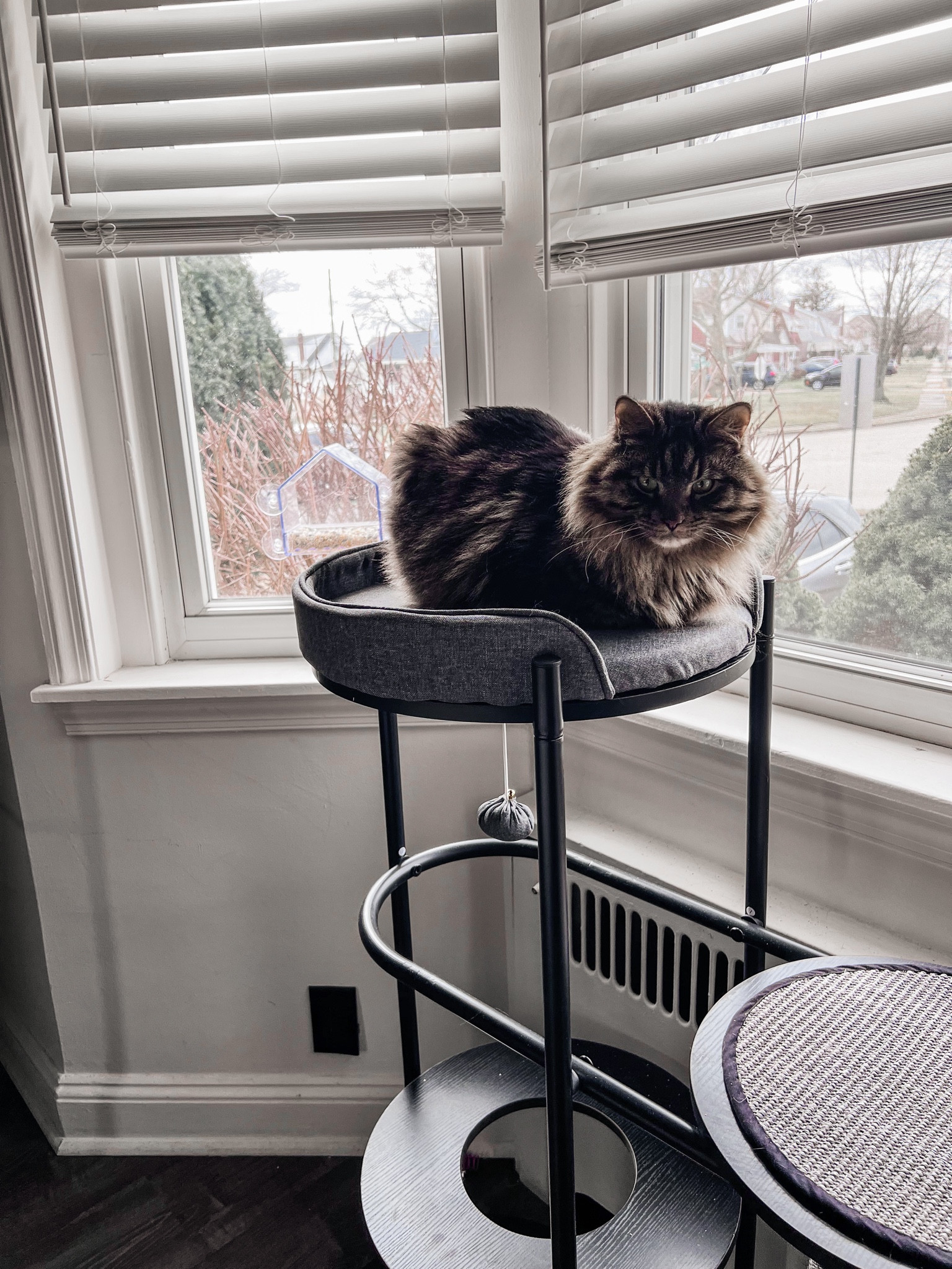 Sage’s getting closer to his bird friends with his new clear view window tray bird feeder!🐦

#birds #birdfeeder #bird #birdsofinstagram #nature #birdwatching #birdlovers #wildlife #birdphotography #birdlife #birding #ig #daily #watchers #naturephotography #of #birdlover #birdfreaks #perfection #wildlifephotography #birdstagram #backyardbirds #birdlove #birdingphotography #birdfeeders #cat #catree #moderncattree 

#LTKhome #LTKMostLoved #LTKSeasonal