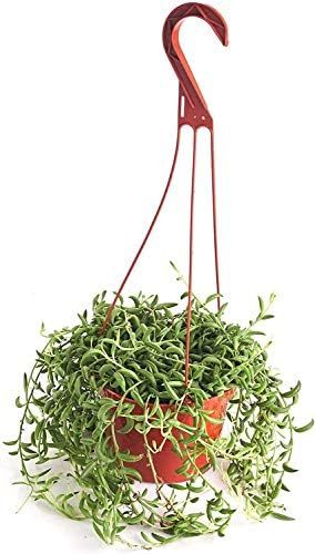 Shop Succulents | Trailing Collection | String of Bananas Unique Cascading, Hand Selected Fully R... | Amazon (US)