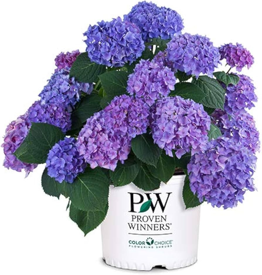 2 Gallon Proven Winners Hydrangea Let’s Dance Rhythmic Blue Shrub | Amazon (US)