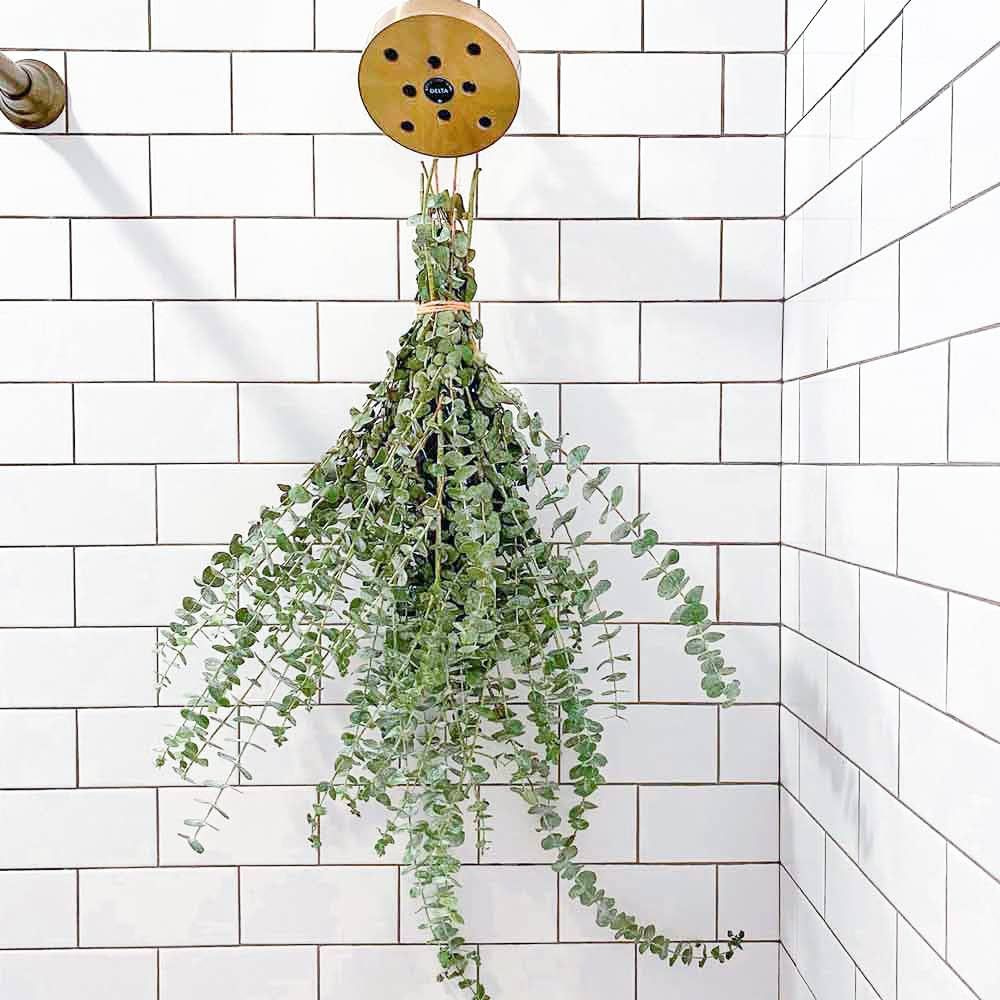 Fresh Eucalyptus Shower USA Live Bouquet [Hanging Ribbon Included] Large Branches Stems 100% Natu... | Amazon (US)