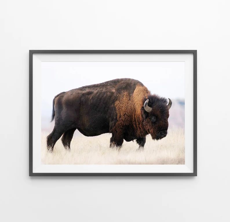 Bison Buffalo Wall Art Print Digital Download Photography - Etsy | Etsy (US)