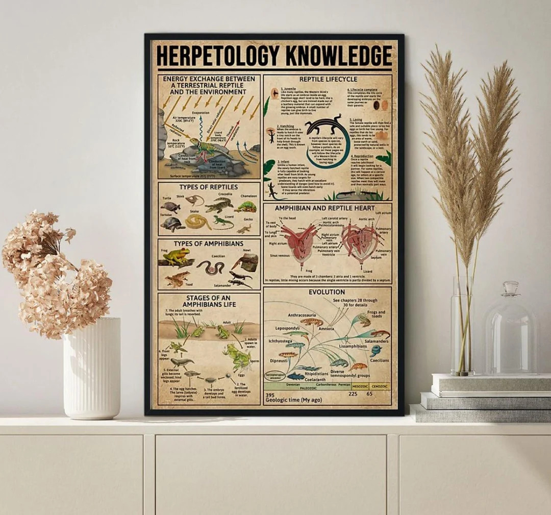 Herpetology Knowledge Poster, Reptile Life Cycle, Amphibians and Reptiles Knowledge Poster, Herpe... | Etsy (US)