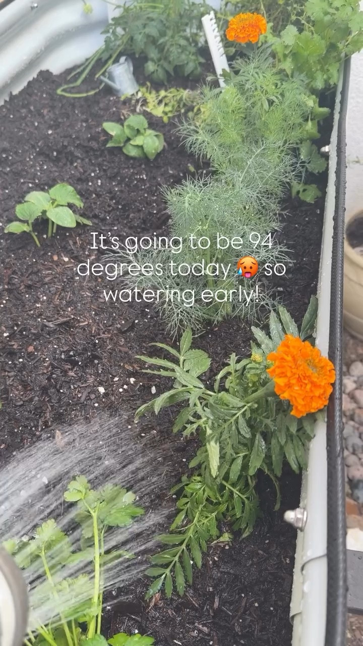 It’s going to be 94 degrees today 🥵 so watering our plants early! Watering vegetables and herbs in our raised garden bed is a favorite part of our morning routine!

#LTKSeasonal #LTKmorningroutine #LTKHome