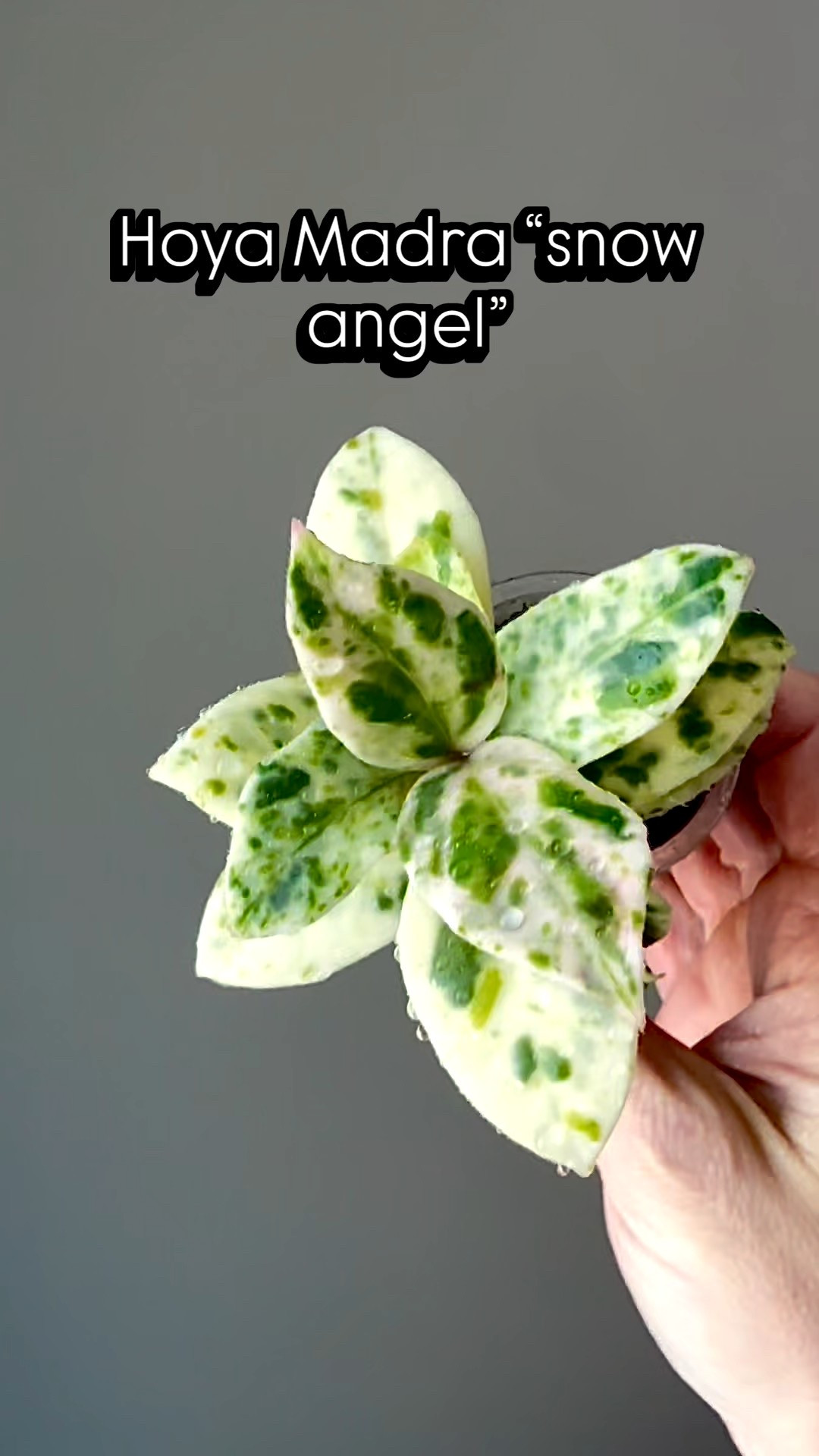 #hoyamadara aka #hoyamadarasnowangel is tough to capture on camera since the camera struggles a bit with where to focus. I love this little bizarre twist that this unique #hoya brings to the mix! Another twist, my particular plant is growing in a very compact pattern. I keep waiting for the nodes to lengthen a bit so I can take a back up cutting! 🤞

Liz’s personal care experience only…every environment is different:
🪴Light: bright grow lights for 16 hours
🪴Water: when dry
🪴Avg Temp last 30 days: 71F
🪴Relative Humidity last 30 days: 67%
🪴Fussy: tends to be a bit fussy
🪴Rate of growth: slow
🪴Rareness: rare, but it’s becoming a bit easier to find via collectors 
🪴Pot size: 3 oz cup
🪴Fertilizer: I apply a nutrient-rich fertilizer tailored for Hoyas approximately every other watering when the plant isn’t dormant. It’s packed with essential macro and micronutrients, it’s the best I’ve found for hoyas!
🪴Rooting Method: Fluval Stratum in a clear plastic prop box on top of a heat mat, under a strong grow light. 
🪴Time In My Care: 1 year
🪴Would Liz recommend this one: yes

👍follow for more & 🏷️ save for future reference 

#ilovehoyas #hoyaappreciation