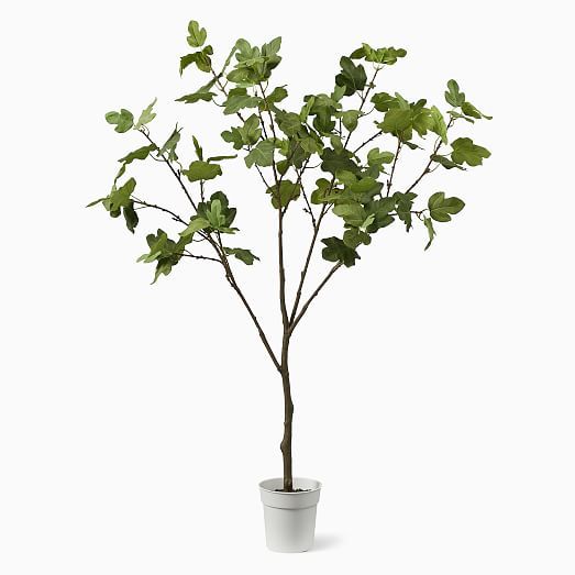 Faux Potted Brown Turkey Fig Tree  | West Elm (US)