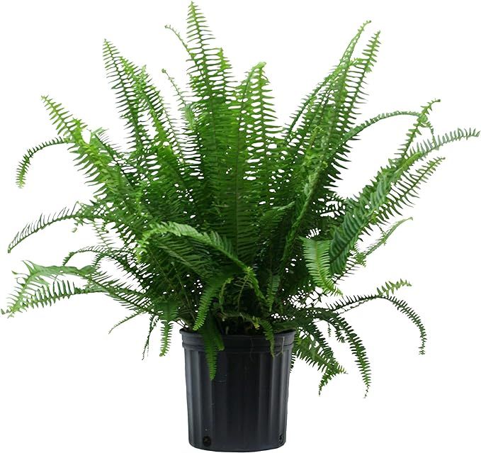 Costa Farms Kimberly Queen Fern, Live Indoor Plant, Houseplant in Grower Pot, 2-3 Feet Tall | Amazon (US)