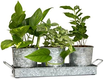 WH Farmhouse Flower Herb Pot Set with Tray - Galvanized Metal Vintage Succulent Herb Planter Pots... | Amazon (US)
