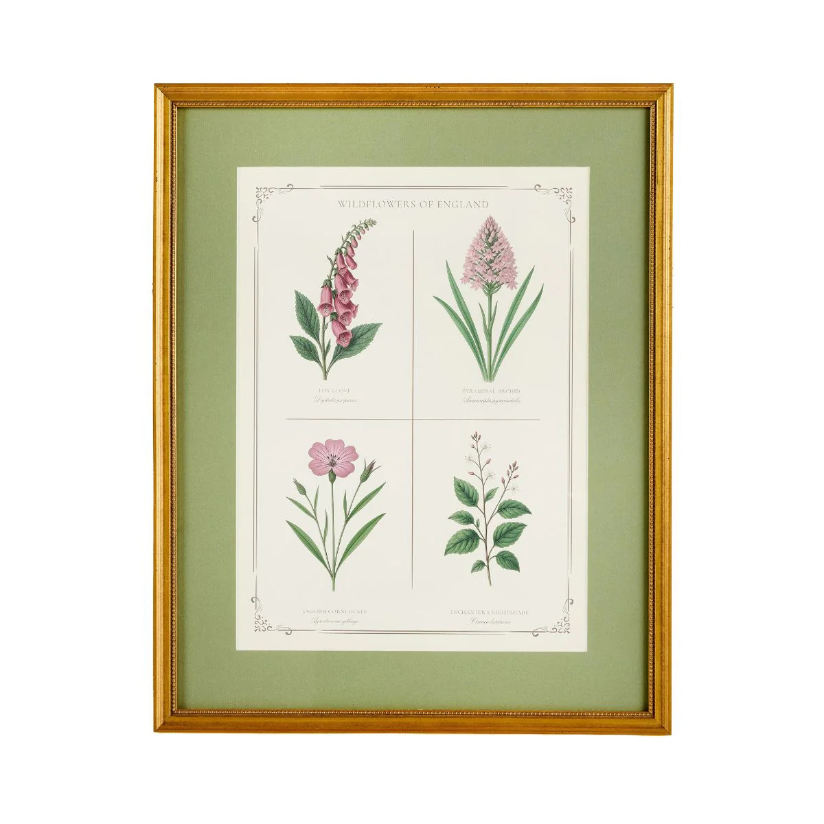 English Wildflowers 1 | Caitlin Wilson Design