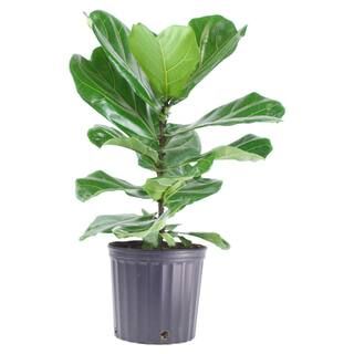1.9 Gal. Ficus Lyrata Plant in 9.25 In. Grower's Pot | The Home Depot