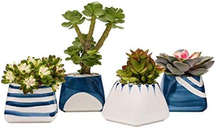 TOUCH MISS Succulent pots with drainage ceramic succulents planters gardening pots for small plan... | Amazon (US)