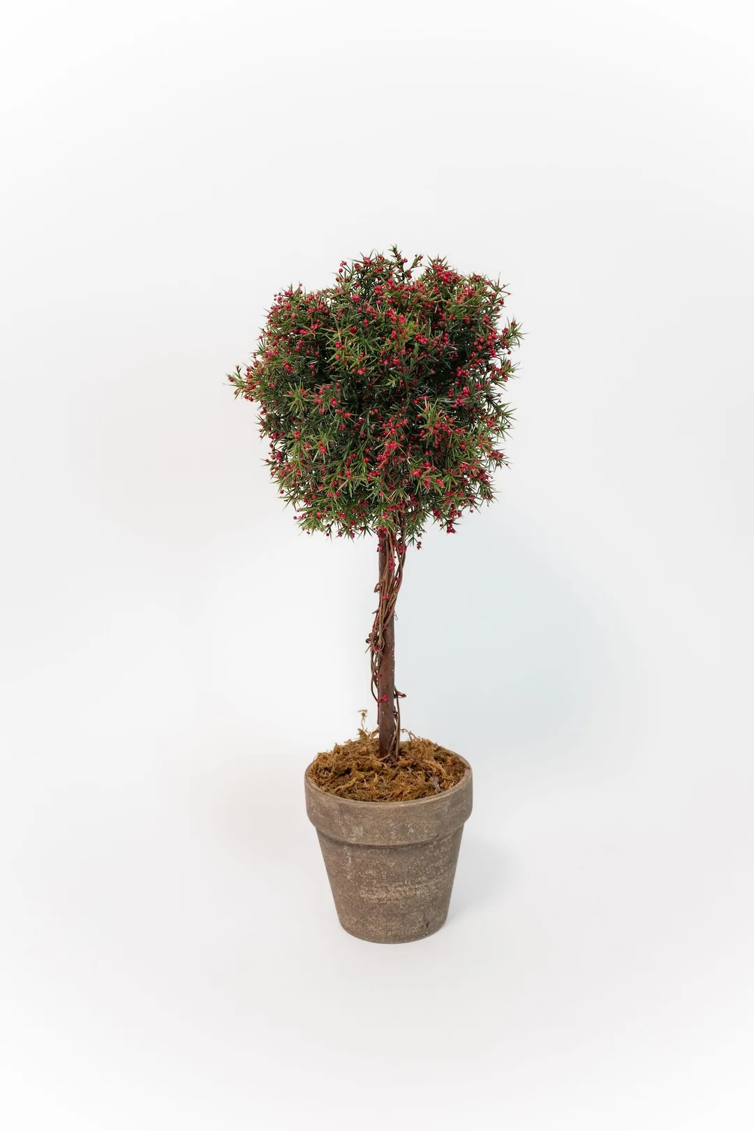 Potted Berry Topiary - 2 Sizes | THELIFESTYLEDCO
