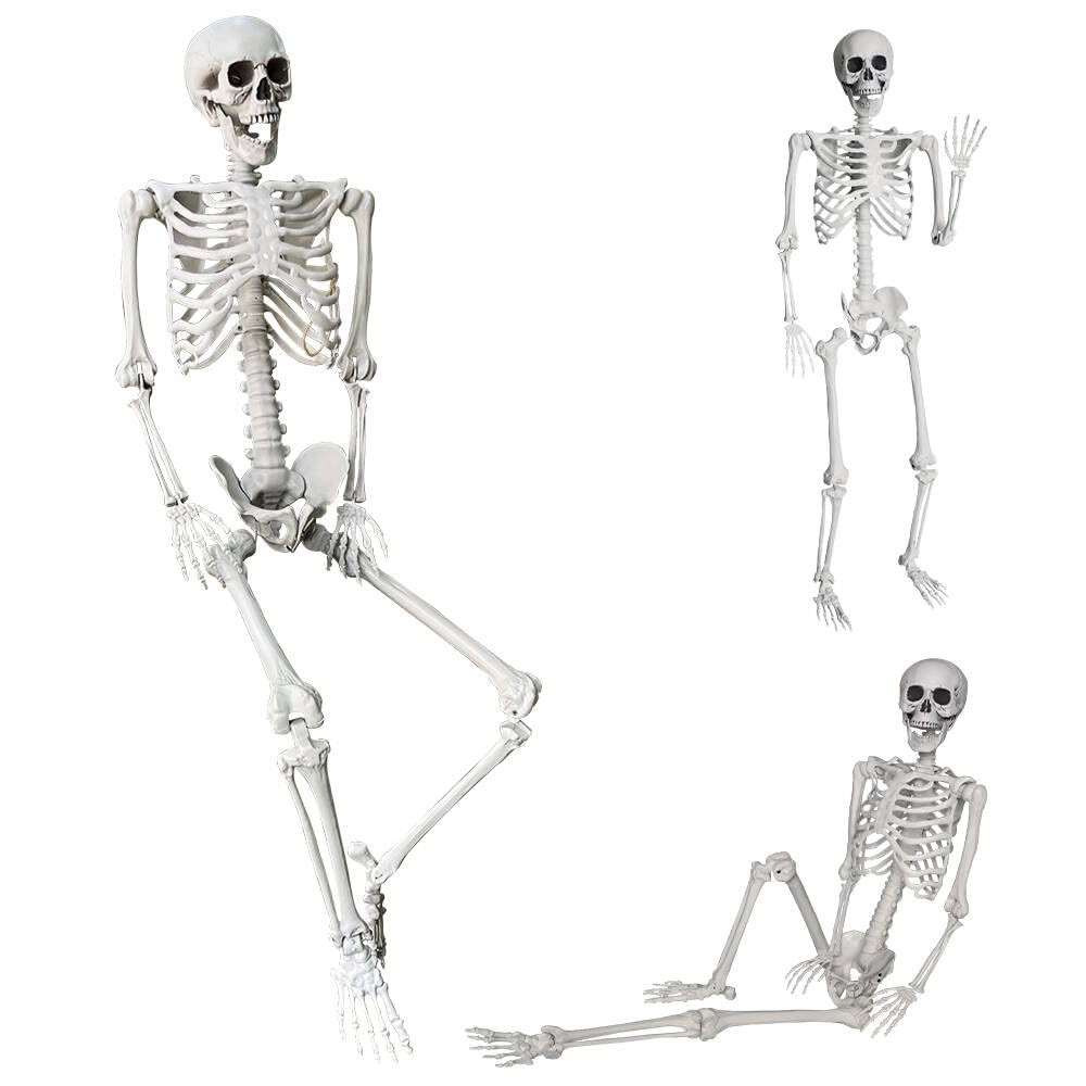 5.4Ft/165cm Halloween Life Size Skeleton Full Body with Movable Joints for Halloween Party Prop S... | Amazon (CA)