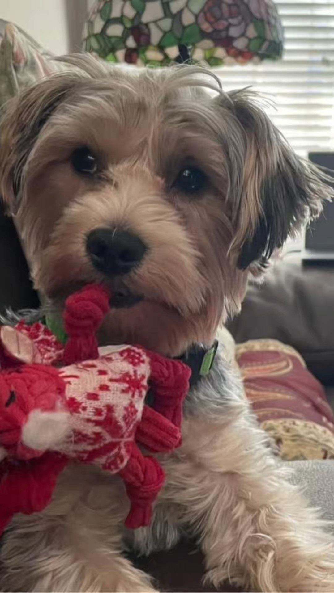 This little cutie patootie is officially 2! He’s got the biggest personality, runs the whole house, and is spoiled absolutely rotten….and yes, he knows it. Happy birthday, Teddy Bear! 🎉🐾

#LTKdayinmylife