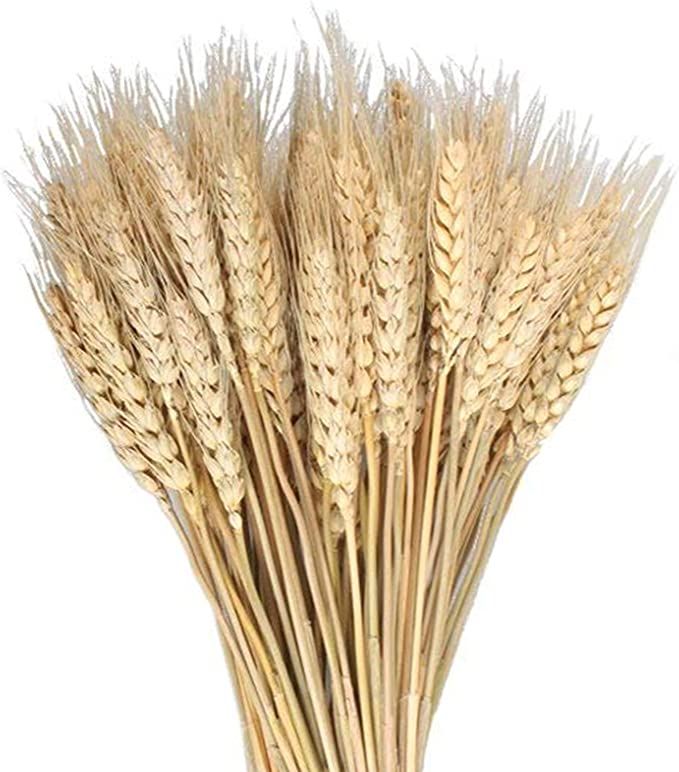 MHMJON 100 Pcs Dried Wheat Sheaves Bundle Golden Natural Wheat Bouquet Bunch Artifical Flowers Fa... | Amazon (US)