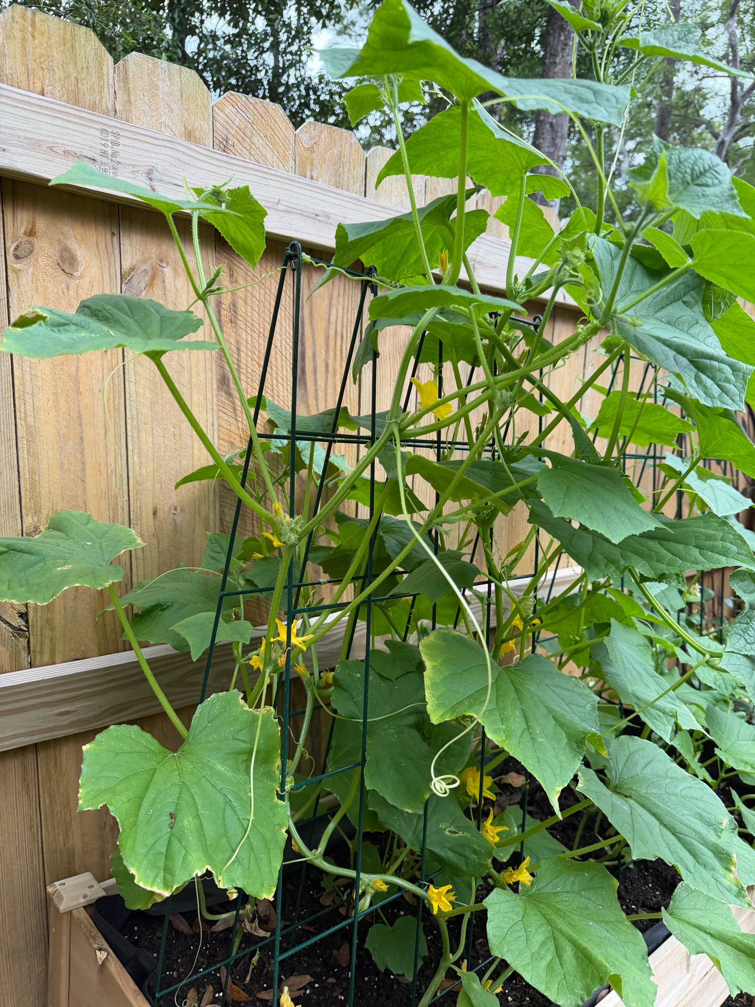 Cucumber trellis for raised bed

#LTKMothersDay #LTKSeasonal #LTKHome