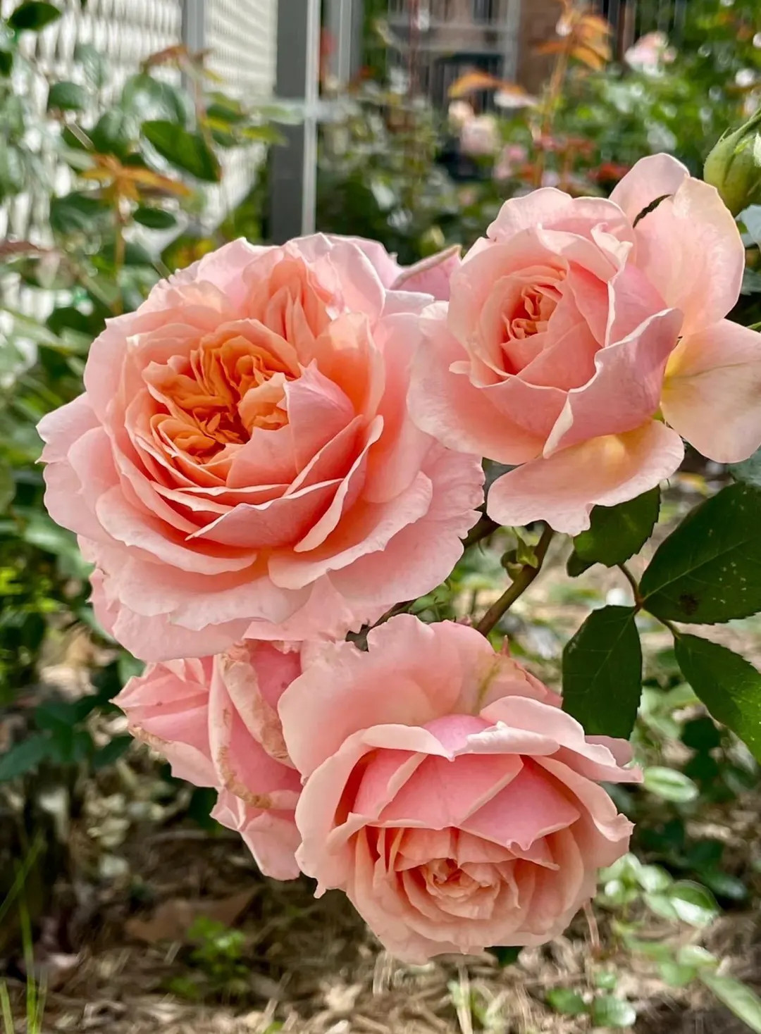 Paul Bocuse — Rare Rose Live Plant — Intense Fruity Scent — French Shrub Rose — 2 Year Ol... | Etsy (US)