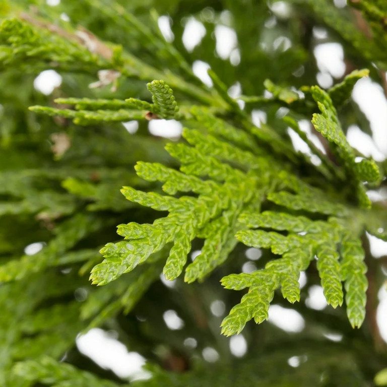 Expert Gardener 2.5Q Leyland Cypress Evergreen Live Shrub Plant Sun | Walmart (US)