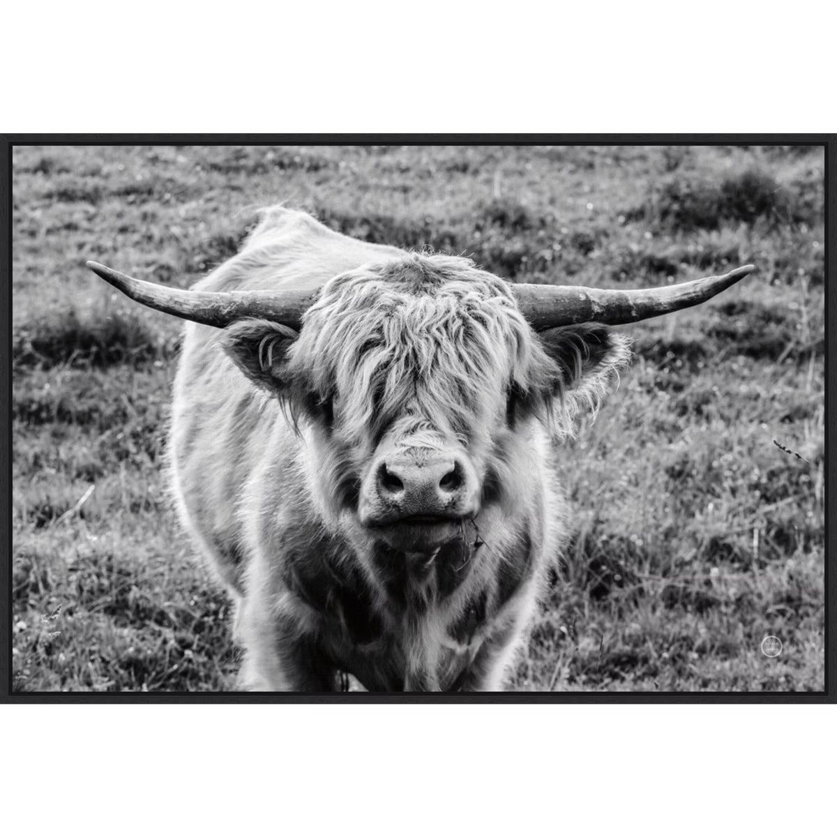 33" x 23" Highland Cow Staring Contest by Nathan Larson Framed Canvas Wall Art Print - Amanti Art | Target