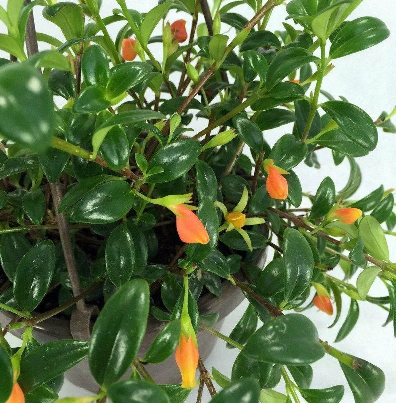 Premium Goldfish Plant  6 Hanging Basket  Blooms - Etsy | Etsy (US)