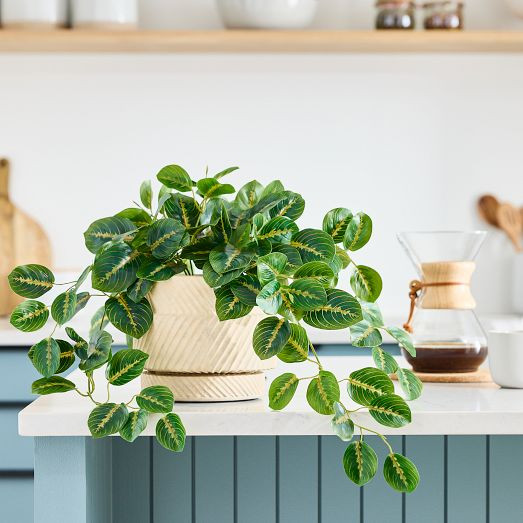 Faux Potted Herringbone Maranta Plant | West Elm (US)