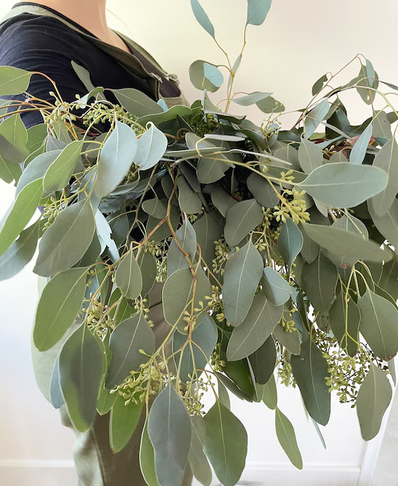 Fresh Cut Stems Eucalyptus Populus Berries | Etsy (UK)