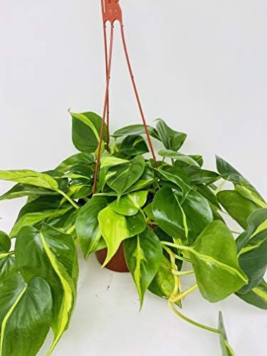 Brazil Philodendron 6" Hanging Basket - Low Light - Easy | Amazon (US)