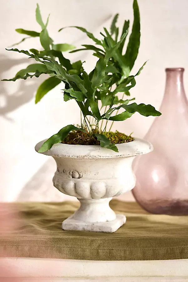 Aged Terracotta Urn | Terrain