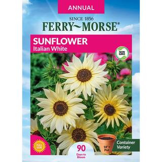 Sunflower Italian White Flower Seeds | The Home Depot