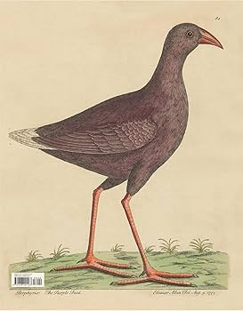 John Derian Picture Book II | Amazon (US)