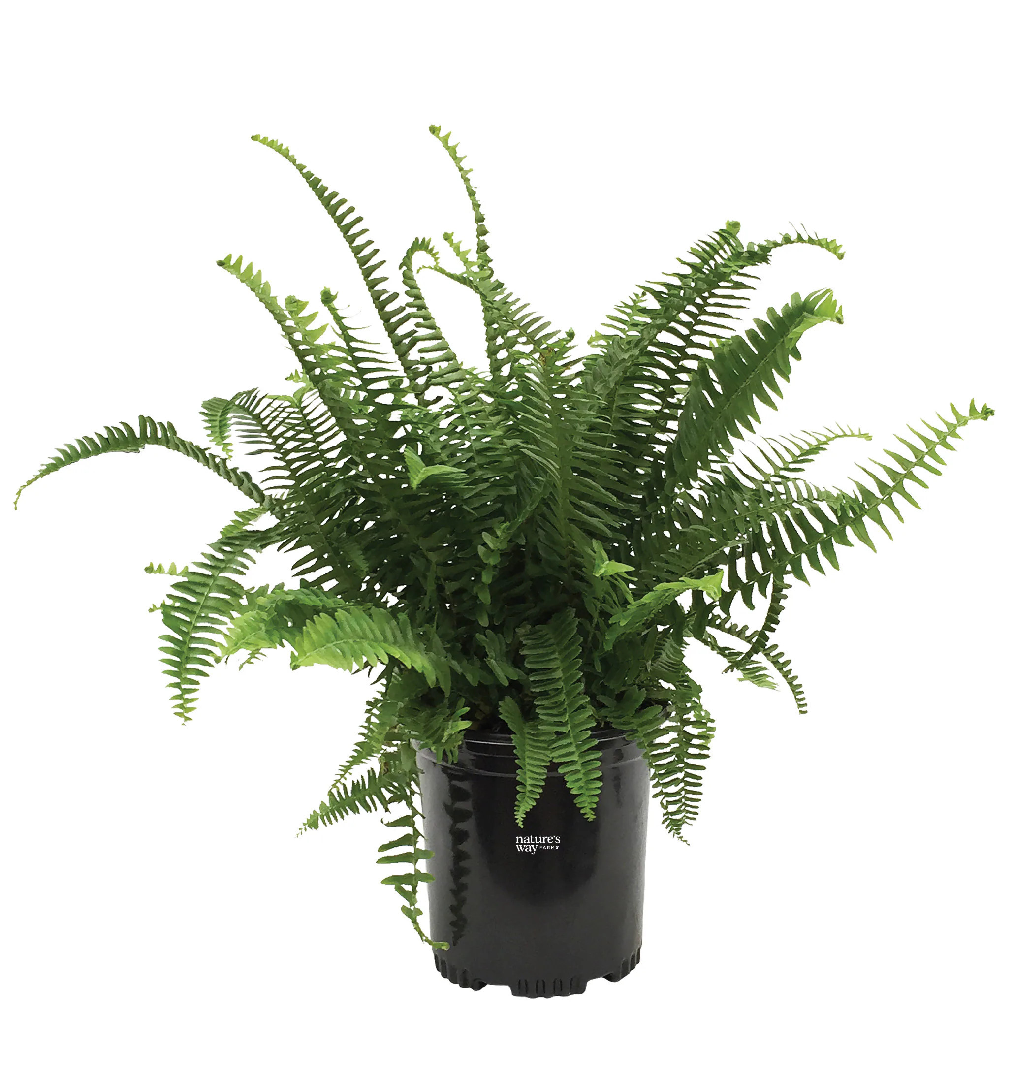 Lowe's No flowers Kimberly Queen Fern House plant in 6 Inch(es) Pot 1 -Pack | 2326 | Lowe's
