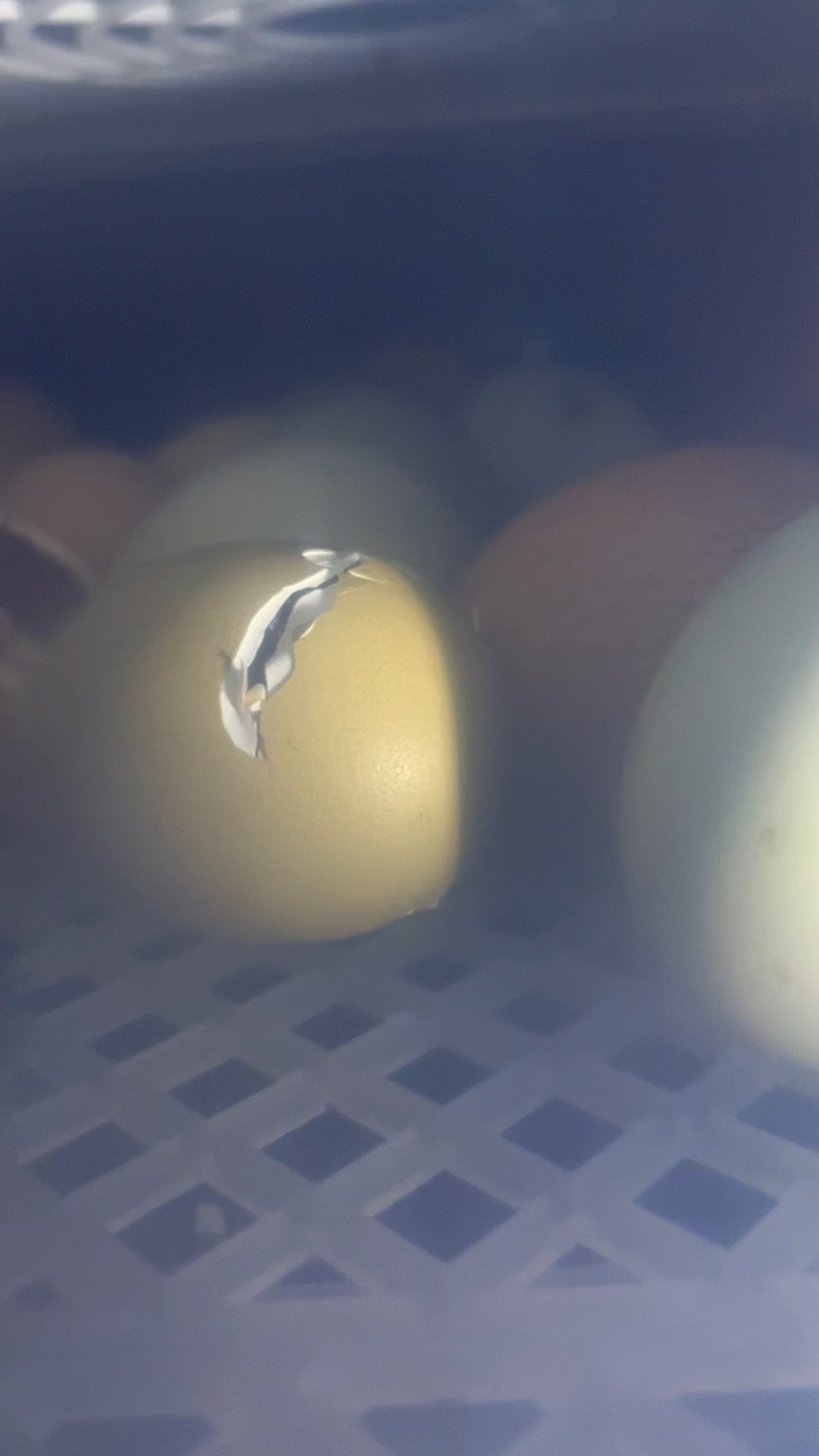 We love incubating eggs over here!  We have tried so many incubators and this is one of our favorites.   It’s hands off and does not require a lot of attention.. just patience lol. 🐣🐥

#LTKFindsUnder100 #LTKdayinmylife #LTKmomlife