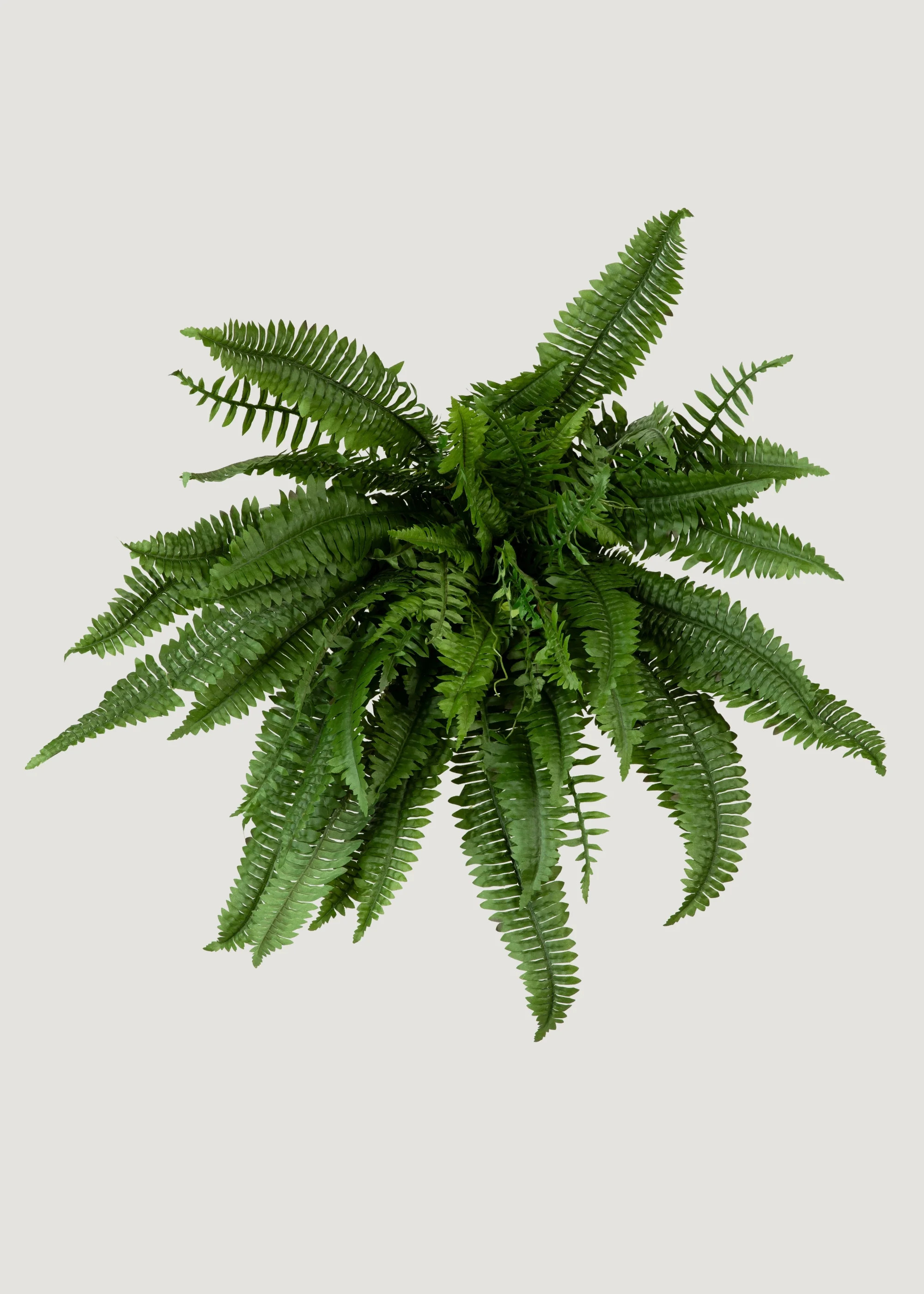 Large UV Treated Boston Fern | Outdoor Fake Plants at Afloral | Afloral