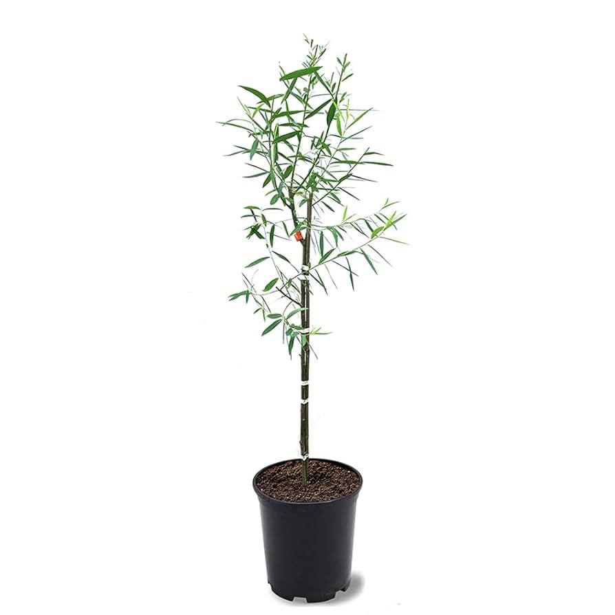 Weeping Willow, Deciduous, Fast-Growing, Shade Tree, 2-3 ft Tree Height, 1 gal Nursery Pot (Due t... | Amazon (US)