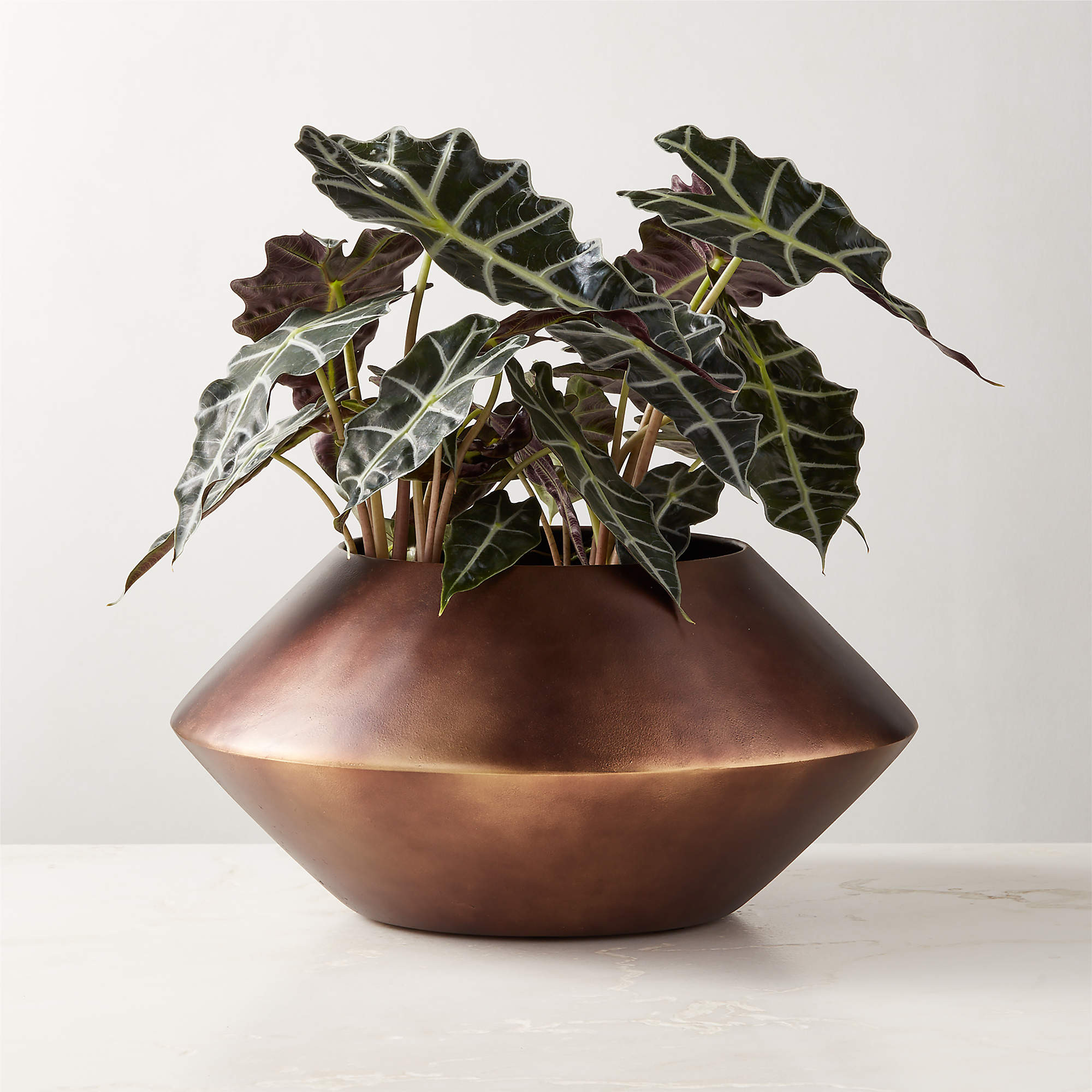 Tonty Brass Blackened Metal Indoor Planter Short + Reviews | CB2 | CB2
