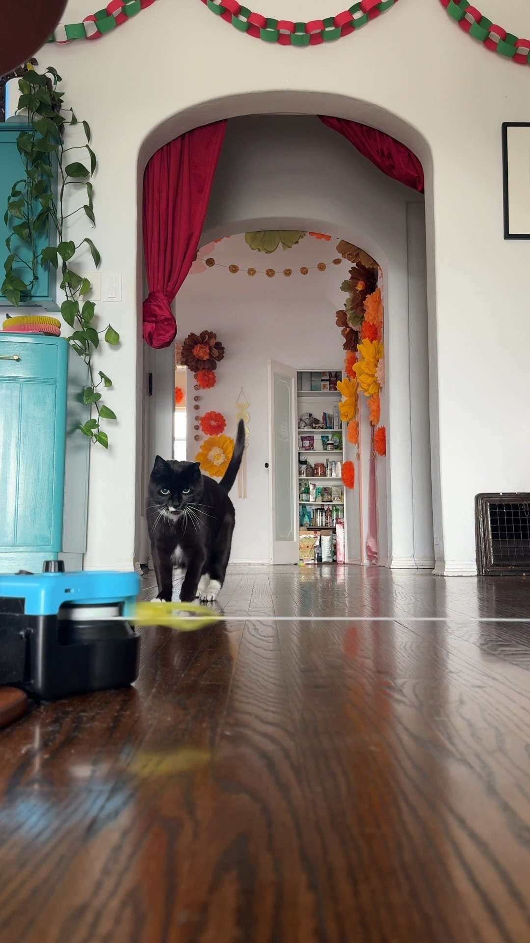 finally found a toy perfect for our hyperactive cat 🙌

#LTKGiftGuide #LTKCyberWeek #LTKHoliday