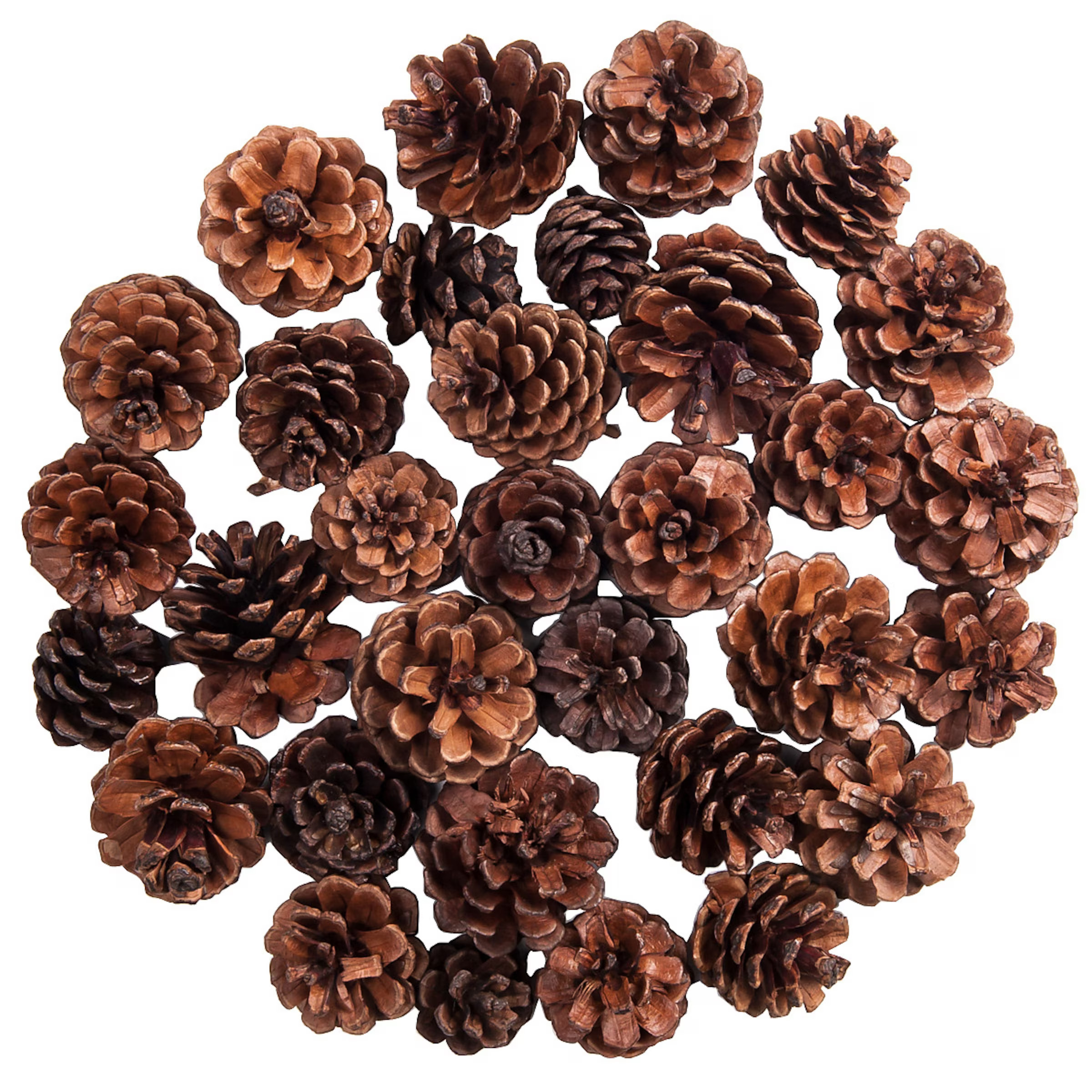 Deko-Kiefernzapfen online kaufen | DEPOT | DEPOT Onlineshop DE