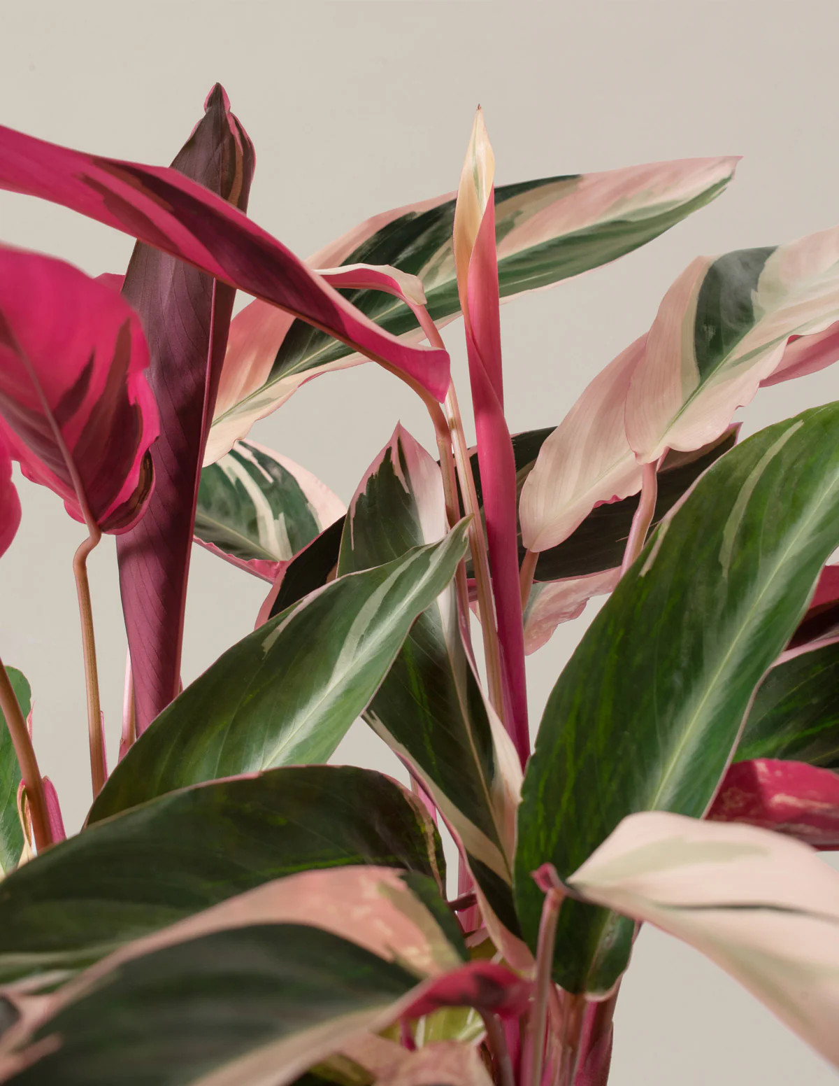 Stromanthe Triostar | The Sill