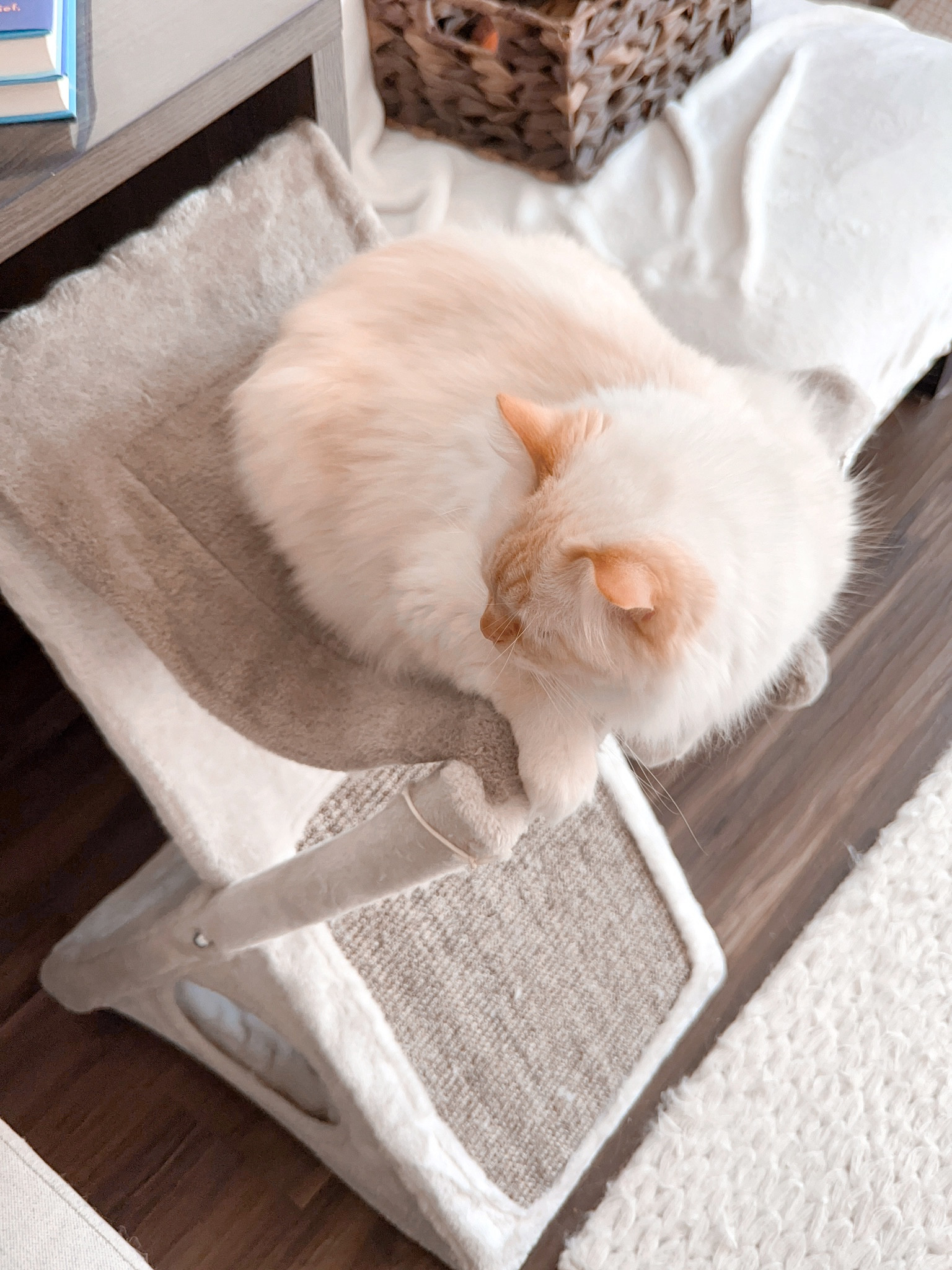 Orange and white cat napping on a hammock bed 🤍

#LTKhome #LTKfamily #LTKU