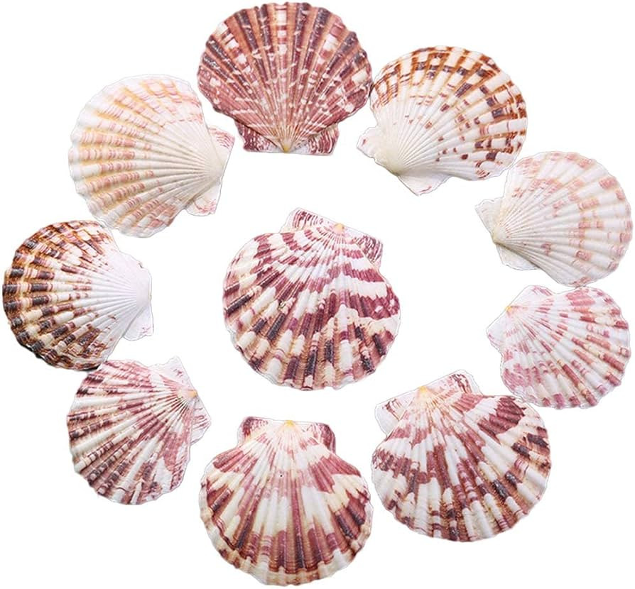 Scallop Shell Natural Seashell from Sea Beach for DIY Crafts Decor for Wedding Decor Beach Theme ... | Amazon (US)